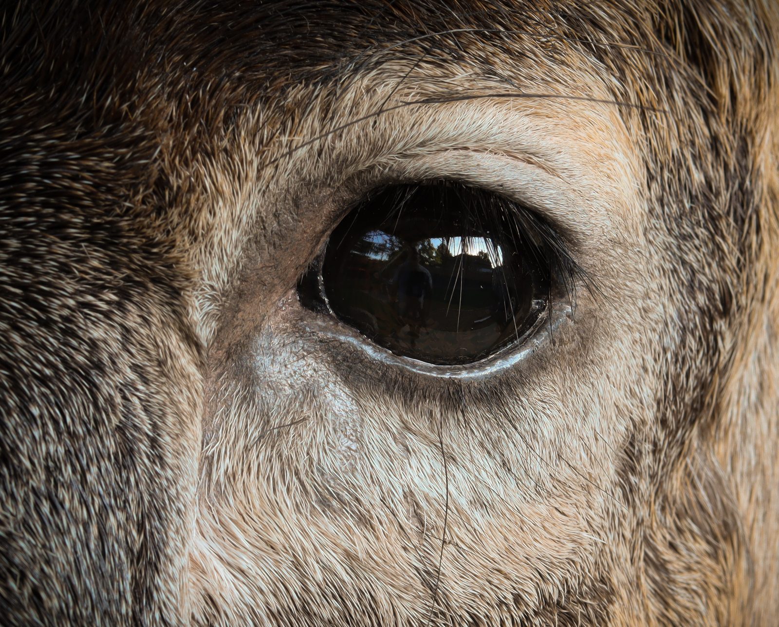 Eye detail