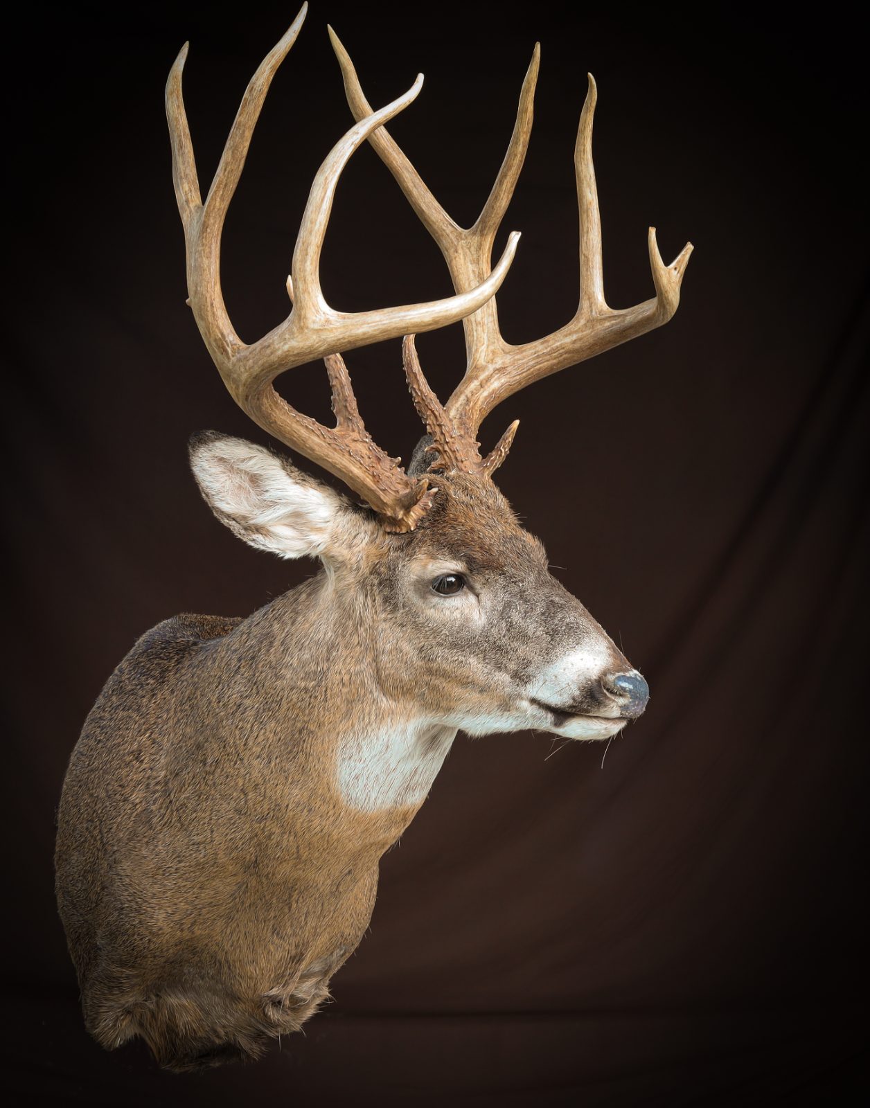 Whitetail shoulder mount by North 40 Taxidermy