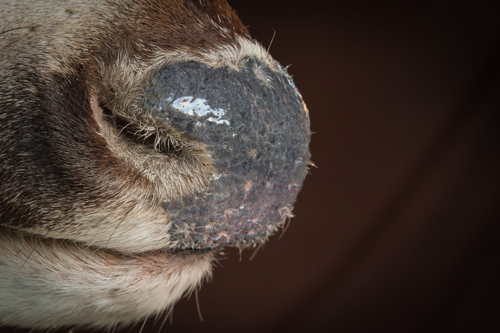 Nose detail