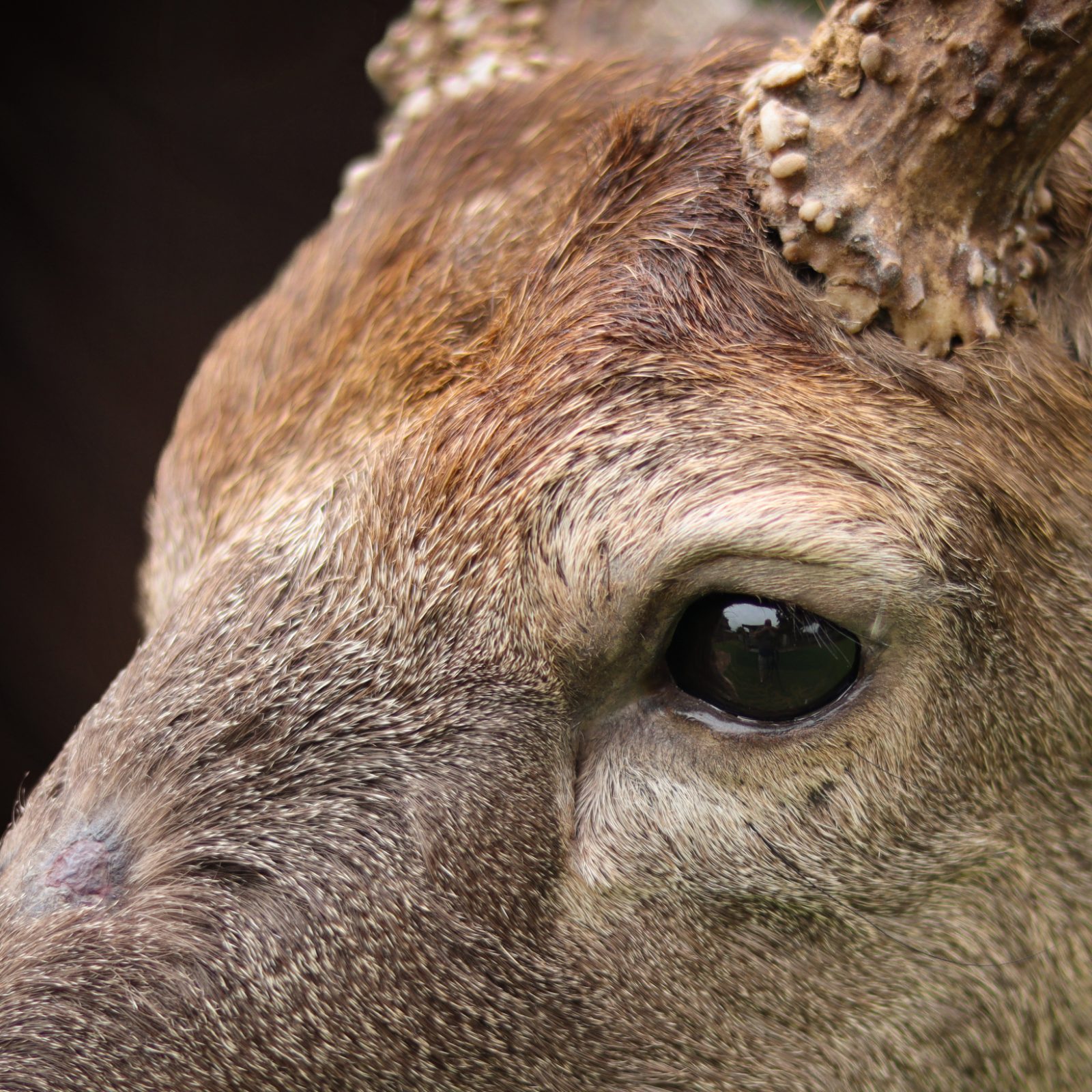 Eye detail